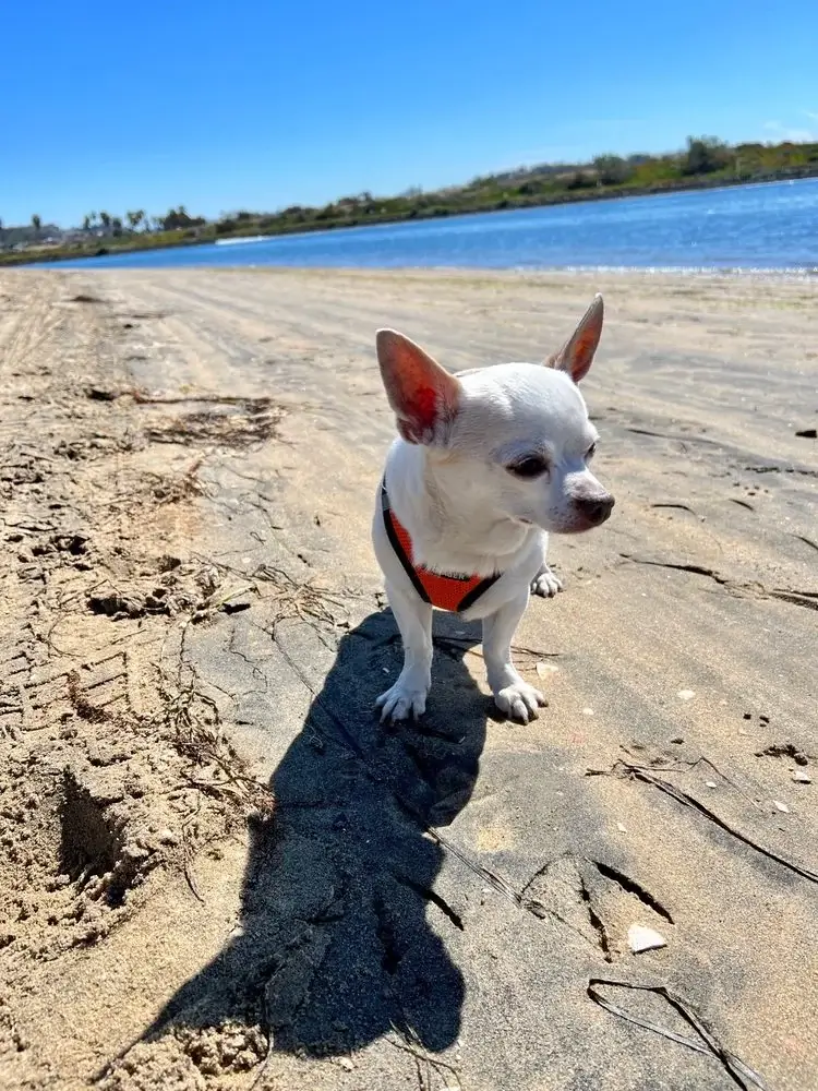 Fiesta Island Off Leash Dog Park